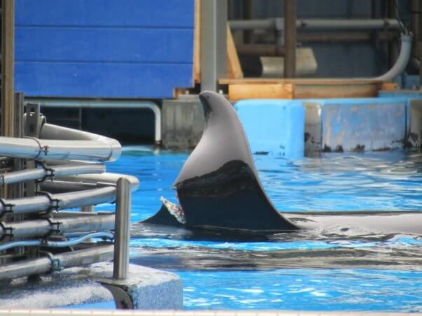seaworld, katina, dorsal fin, petas to use