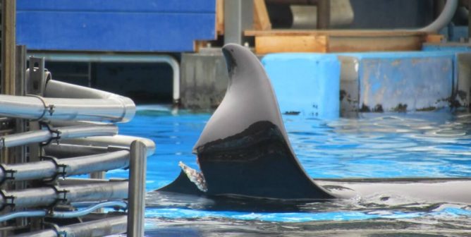 seaworld, katina, dorsal fin, petas to use