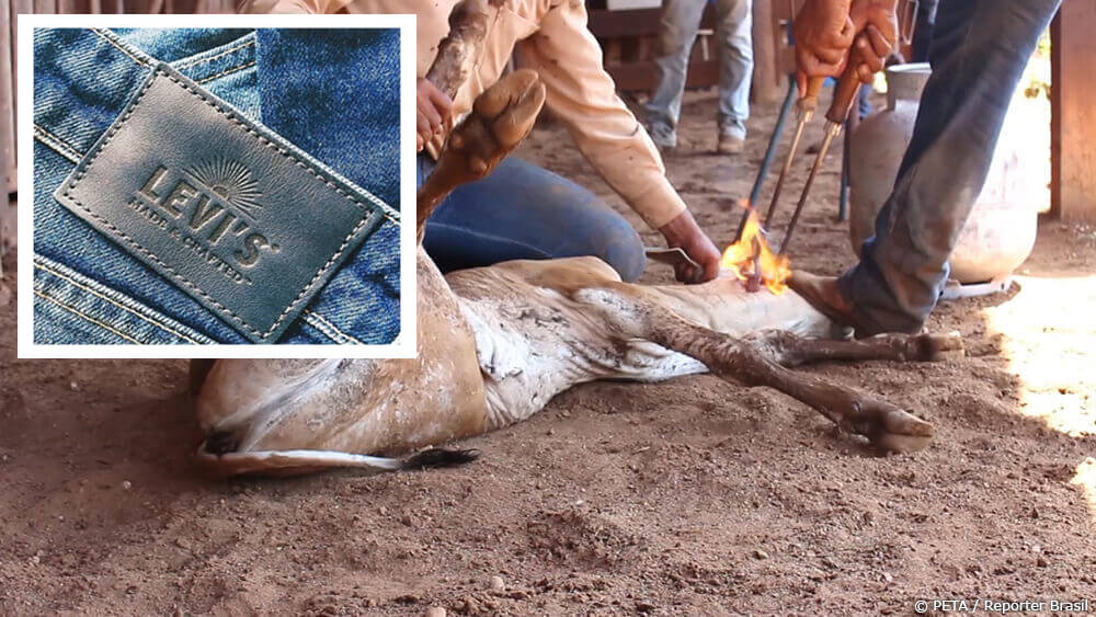 Don't Let Levi's Get Away With This | PETA