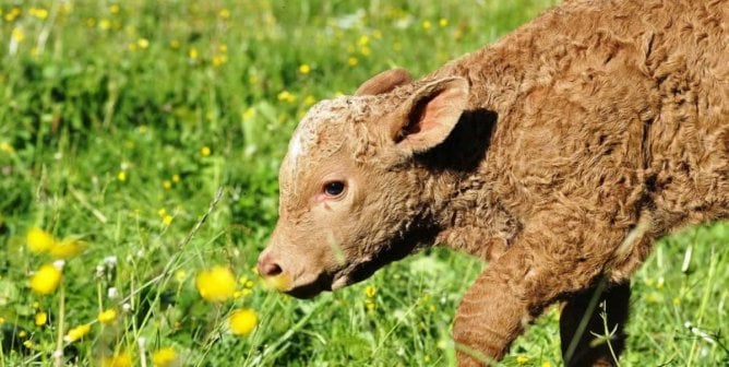 Cute brown calf investigating yellow flowers