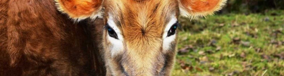 Beautiful brown cow with head turned to face camera