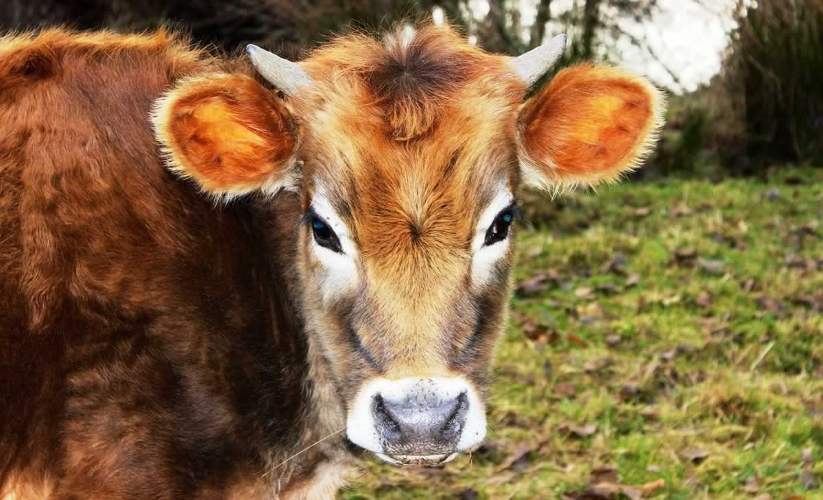 Leather: Animals Abused And Killed for Their Skins | PETA Leather: Animals Abused And Killed for Their Skins | PETA
