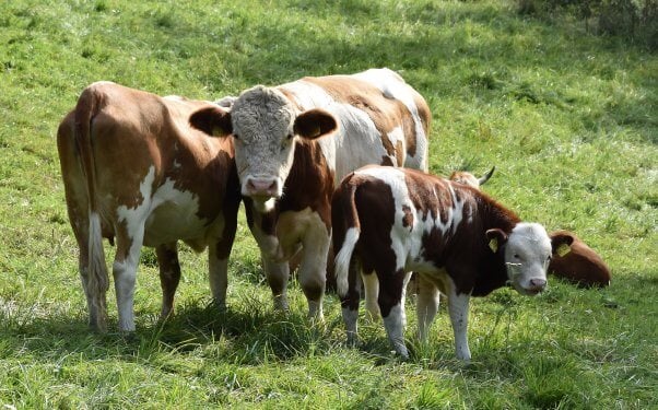Celebrate Earth Day by Saving Animals! | PETA Celebrate Earth Day by Saving Animals! | PETA