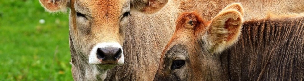 viral image of bloody milk shows why we need to give cows a break