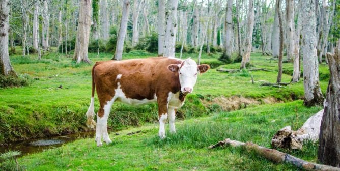 cow in forest