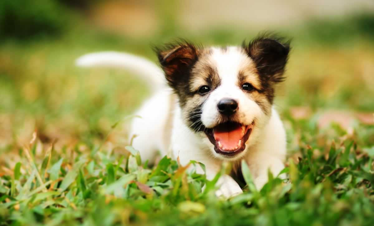 Week of Action Against Texas A&M Dog Lab—You Can Help | PETA