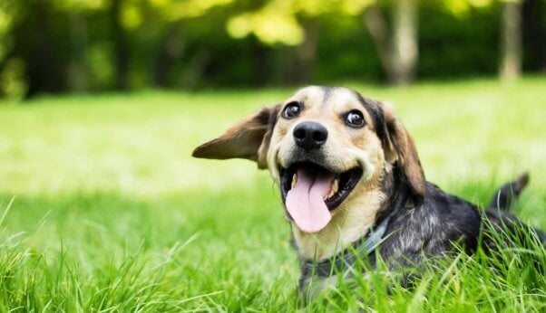 Happy beagle with mouth open