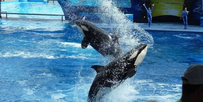 Two orcas leap out of water at SeaWorld