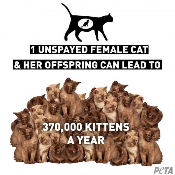 Cat Overpopulation Chart