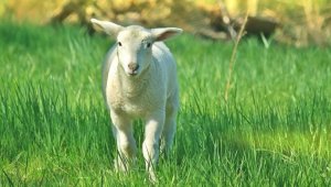 Cute lamb standing in grass