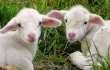 Victory! New Zealand Bans Mulesing Mutilations of Sheep