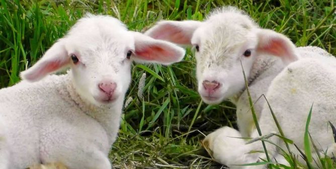 Two baby lambs lying down looking at camera