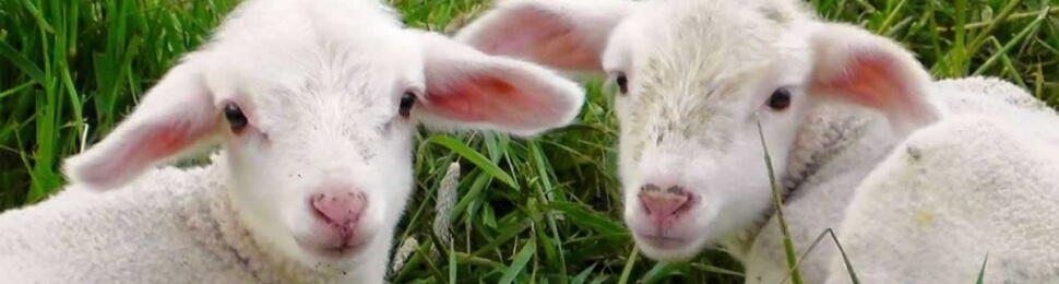 Two baby lambs lying down looking at camera