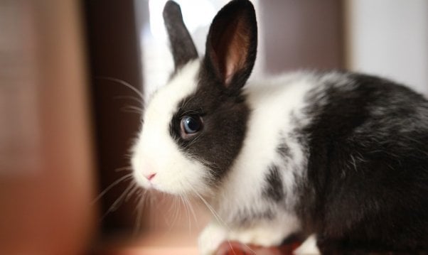 Cute black and white bunny side-eyeing camera