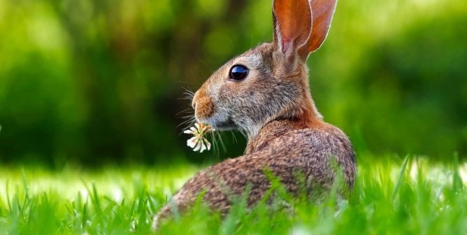 National Poetry Month Activities: A Literary Celebration for Animals
