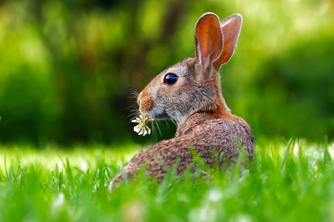 march of dimes still funds tests on animals