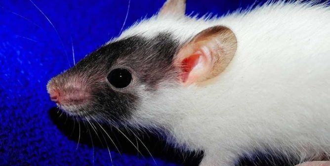 Cute black and white rat standing in front of blue background