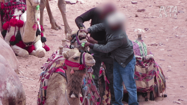 animals beaten by handlers in Petra