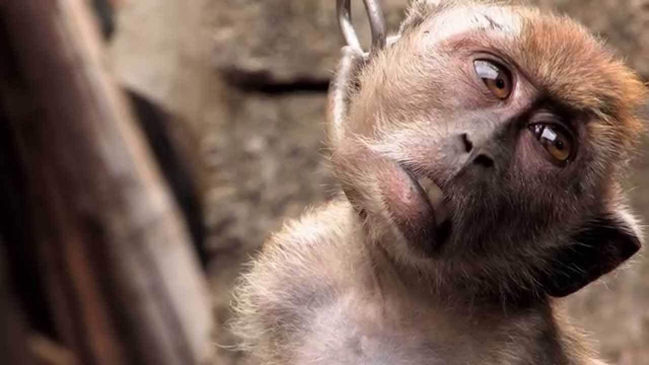 Eerie Video Of Chained Up Monkey Shows Cruelty Peta S Tackled Before