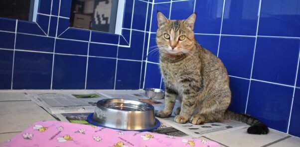 Violet in blue-tiled room with food and water bowls