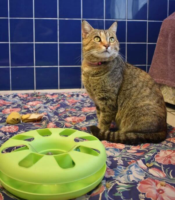 Violet in blue-tiled room with toys