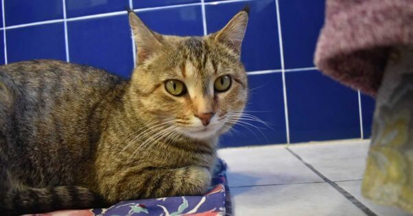 Violet lying down on flowery blanket in blue-tiled room