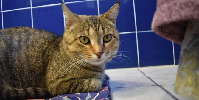Violet lying down on flowery blanket in blue-tiled room