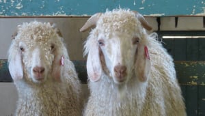 The Mohair Industry