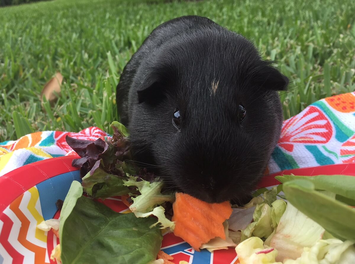 What Do Guinea Pigs Eat Foods for Happy Healthy Pigs PETA