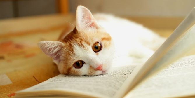 Red and white kitten lies quietly on the open book.
