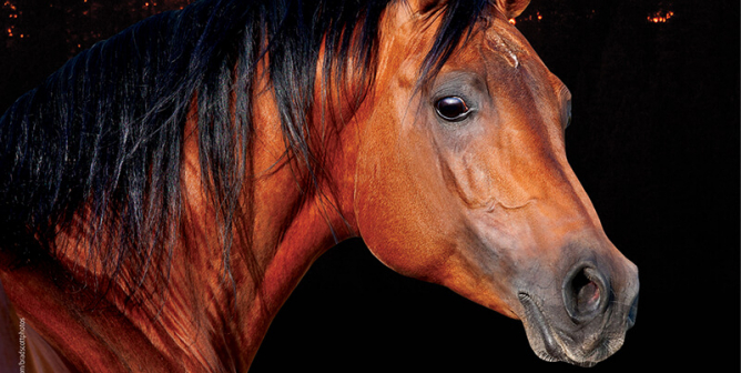 Trapped Horses Can’t Outrun a Wildfire