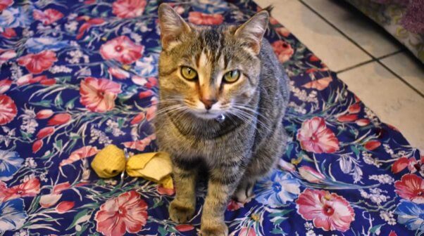 Pretty brown tabby cat sitting on floral rug