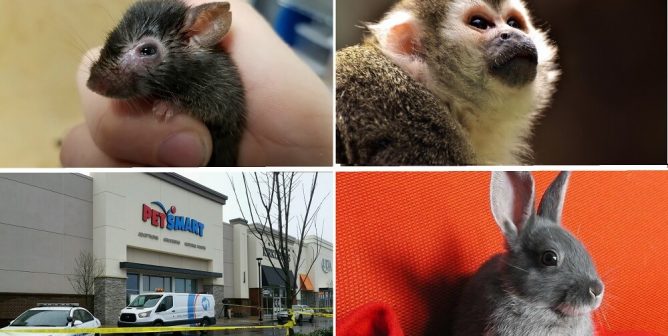 PETA Exposed PetSmart, Stopped Monkey Rodeo, and More in April