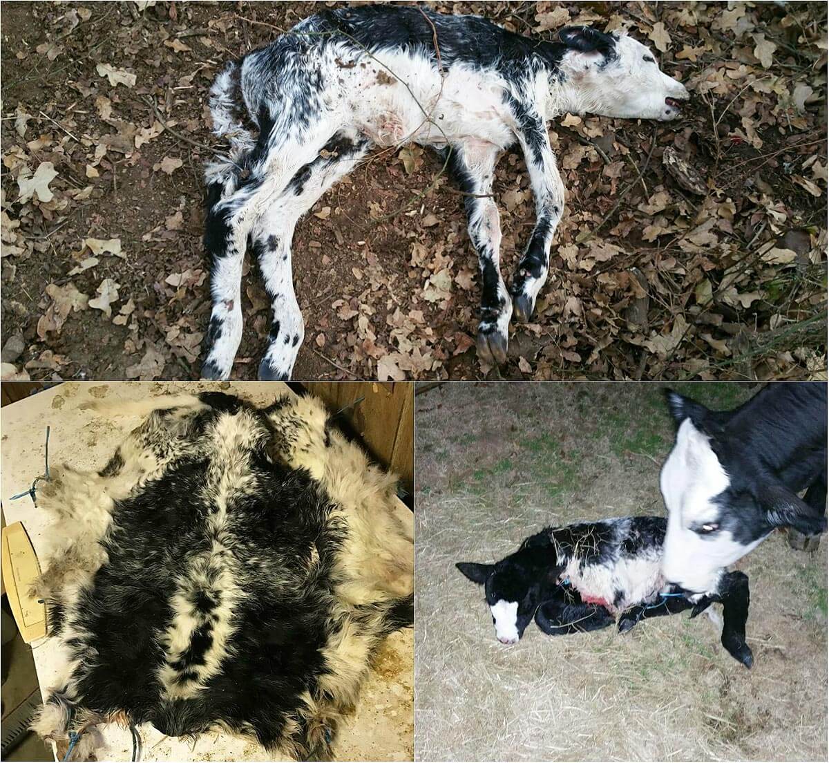 What Is 'Calf Grafting'? The Answer Might Make You Go Vegan | PETA What Is 'Calf Grafting'? The Answer Might Make You Go Vegan | PETA