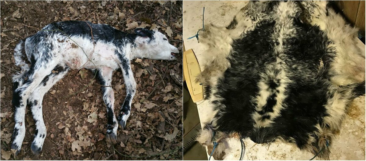 What Is 'Calf Grafting'? The Answer Might Make You Go Vegan | PETA What Is 'Calf Grafting'? The Answer Might Make You Go Vegan | PETA