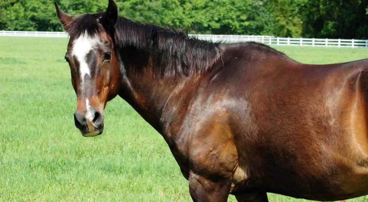new rules for racetracks from PETA aim to save thoroughbred horses like Medina Spirit