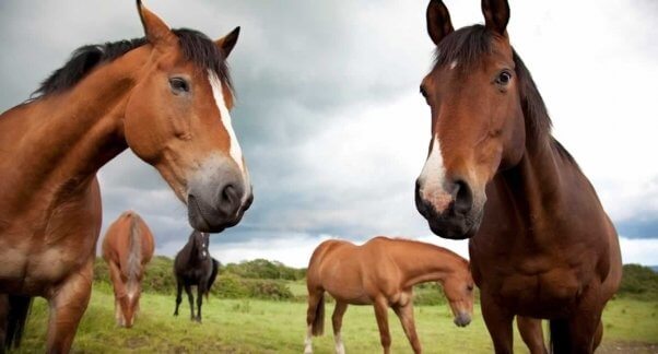 Several Thoroughbred horses like those forced to run at Belmont