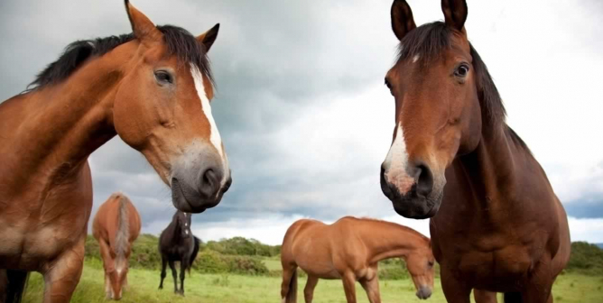 Several Thoroughbred horses like those forced to run at Belmont