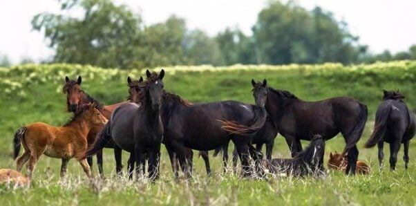A group of Thoroughbred horses looking into the camera