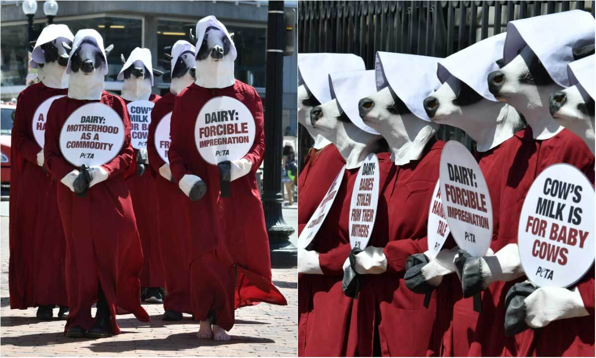 PETA's Handmaid's Tale protest included robed cows