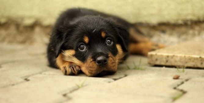 rottweiler puppy