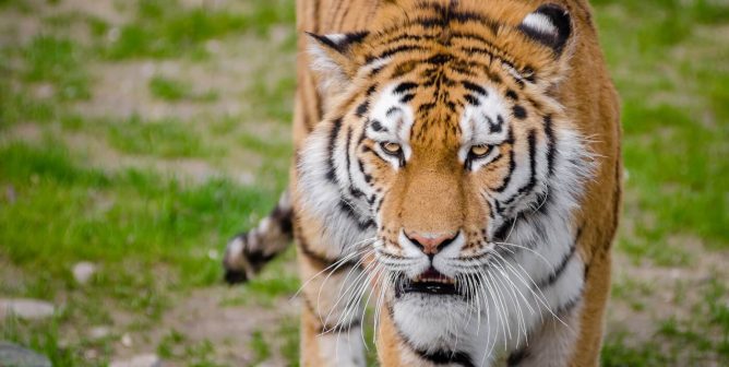 Animals Used for Entertainment