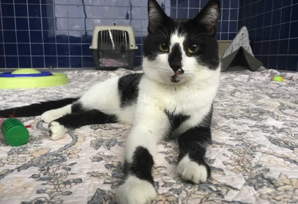 Tarzan the rescued cat on blanket at PETA headquarters