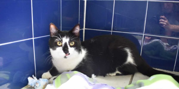 Handsome rescued black and white cat at PETA headquarters