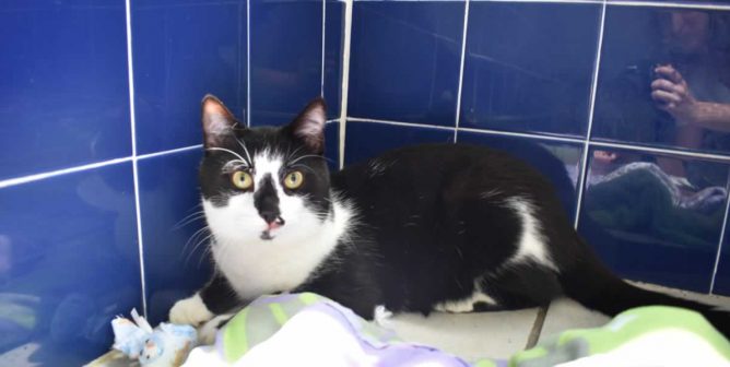 Handsome rescued black and white cat at PETA headquarters