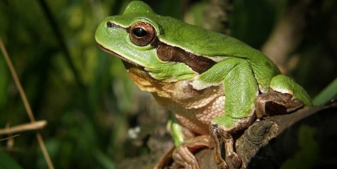 frog on a log