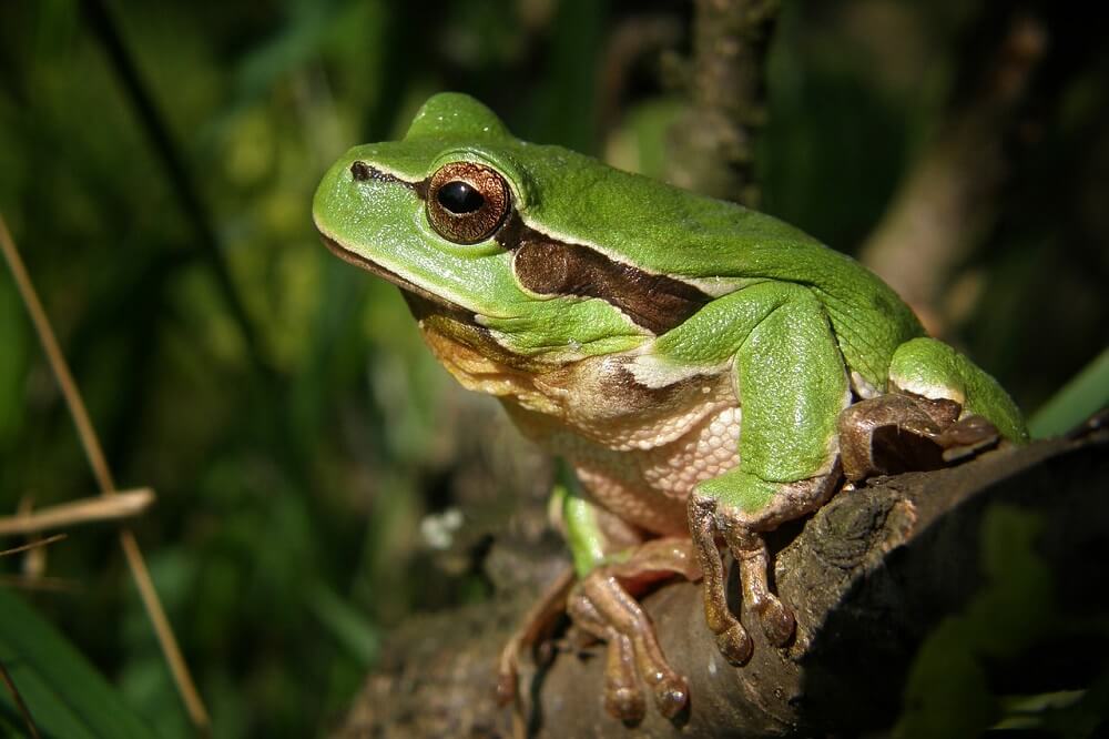 frog on a log