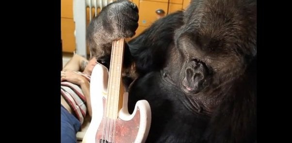 Koko the singing gorilla holding bass guitar
