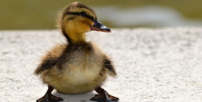 See These High School Students Save Ducklings