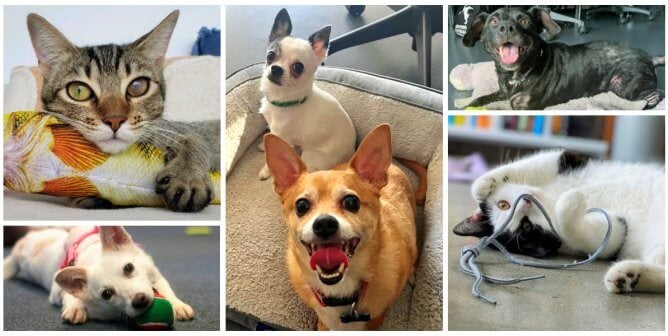 A collage of happy dogs and cats